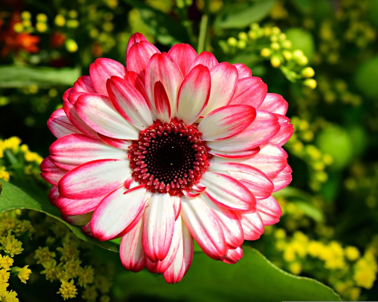 Розовая гербера крупным планом на клумбе