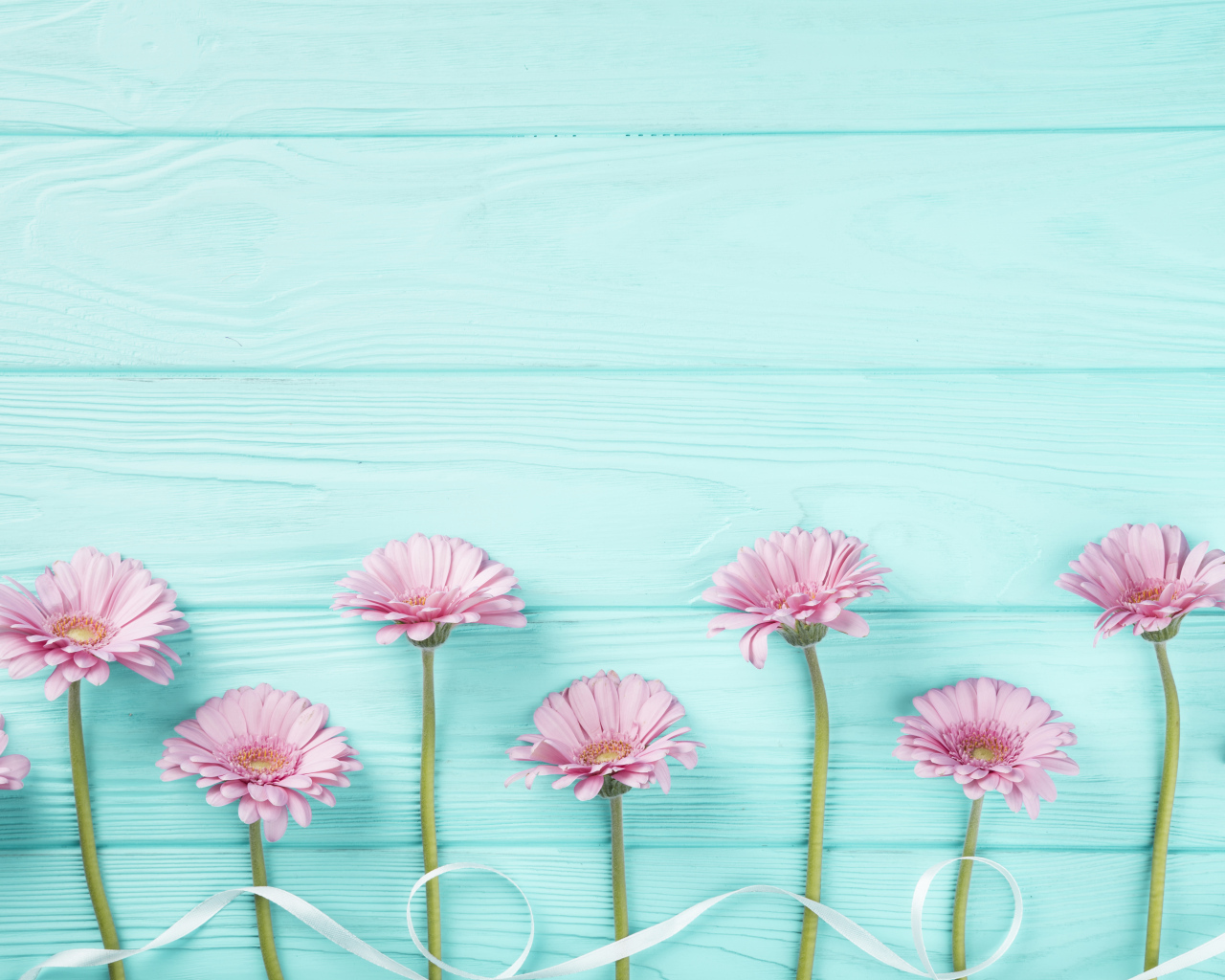 Розовые герберы с белой лентой на голубом столе