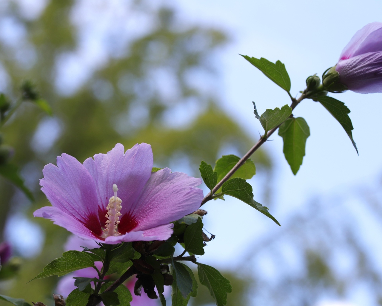 Розовые цветы гибискуса  на клумбе