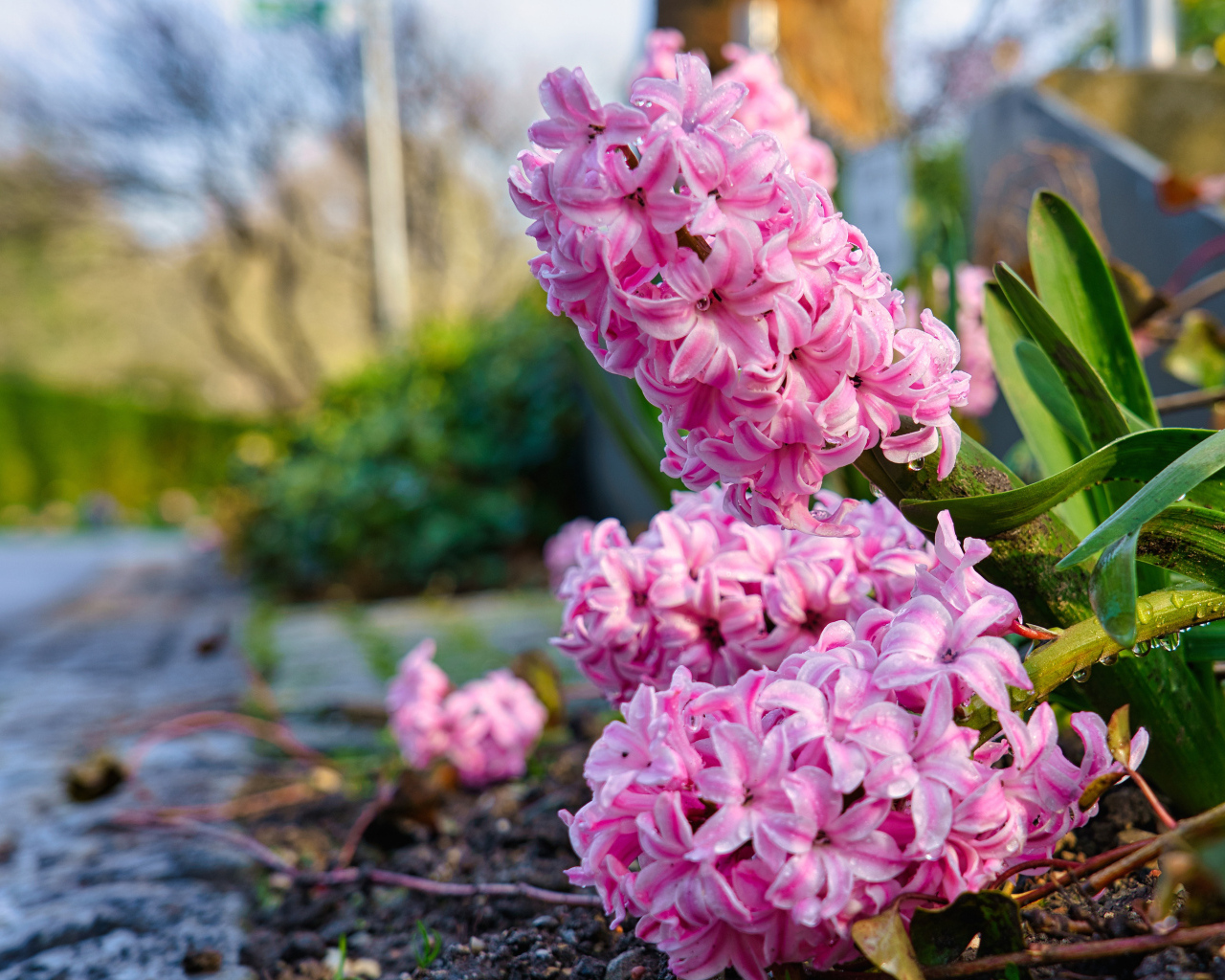 Розовые цветы гиацинта после дождя