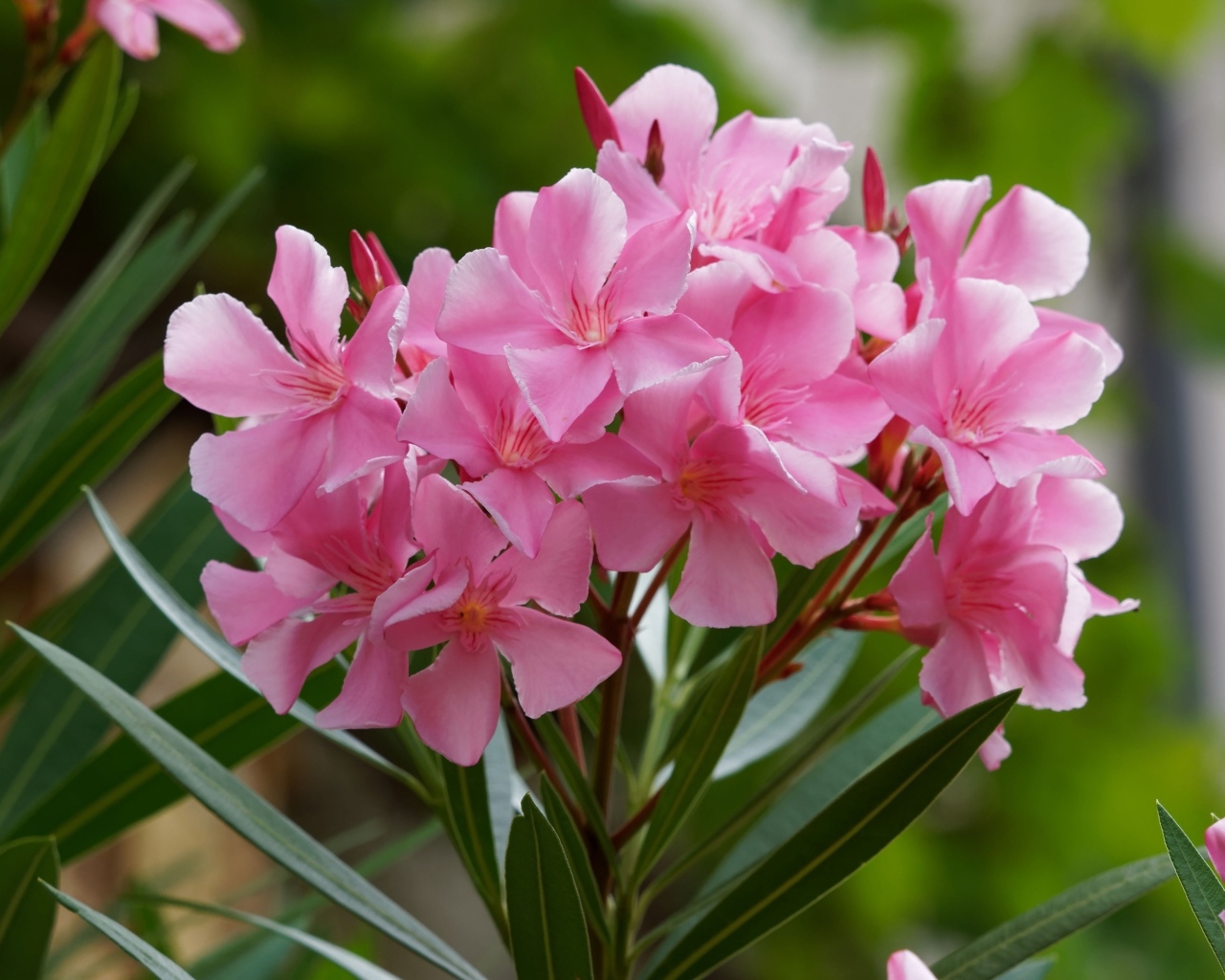 Розовые цветы олеандр крупным планом