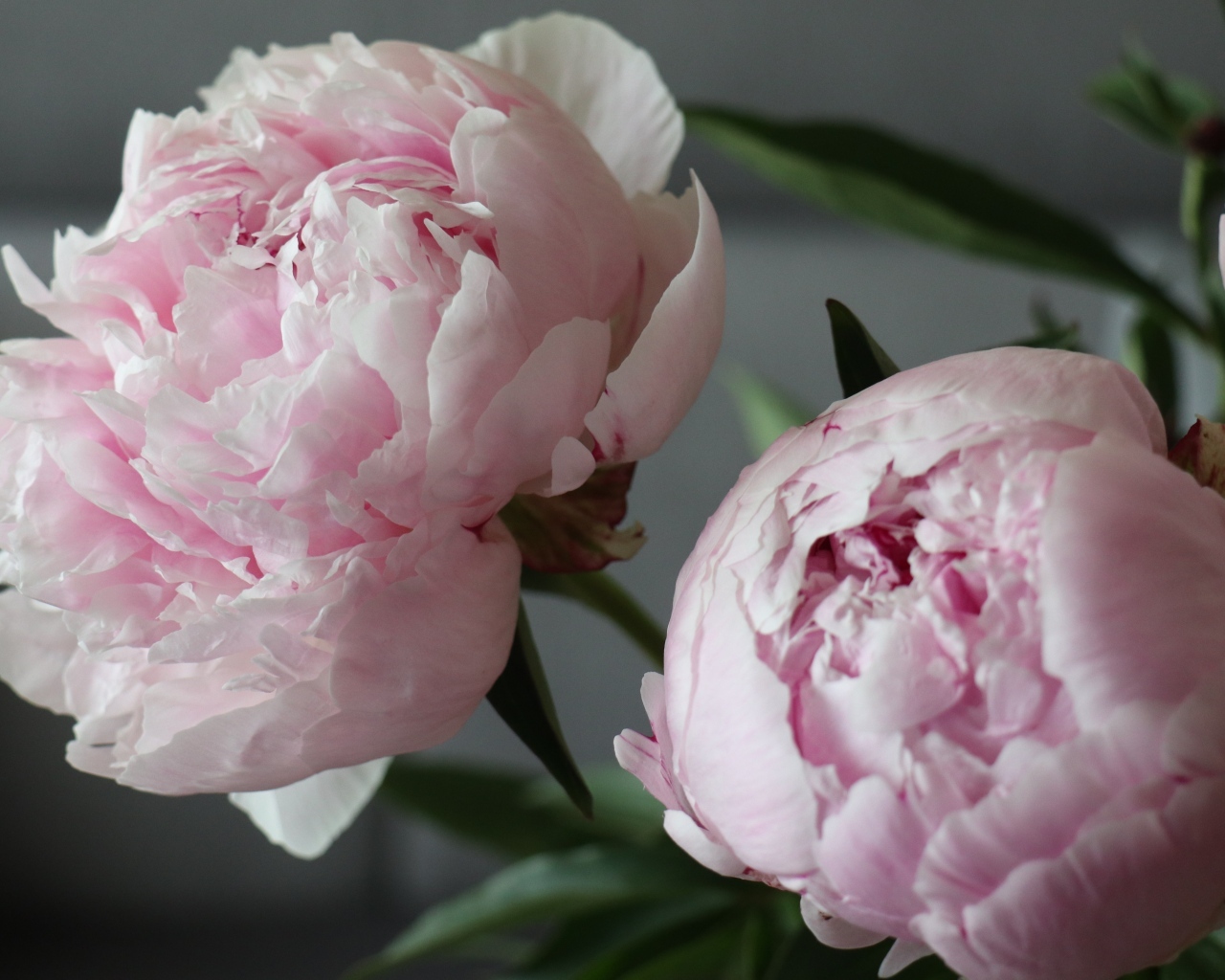 Розовые пионы в комнате крупным планом