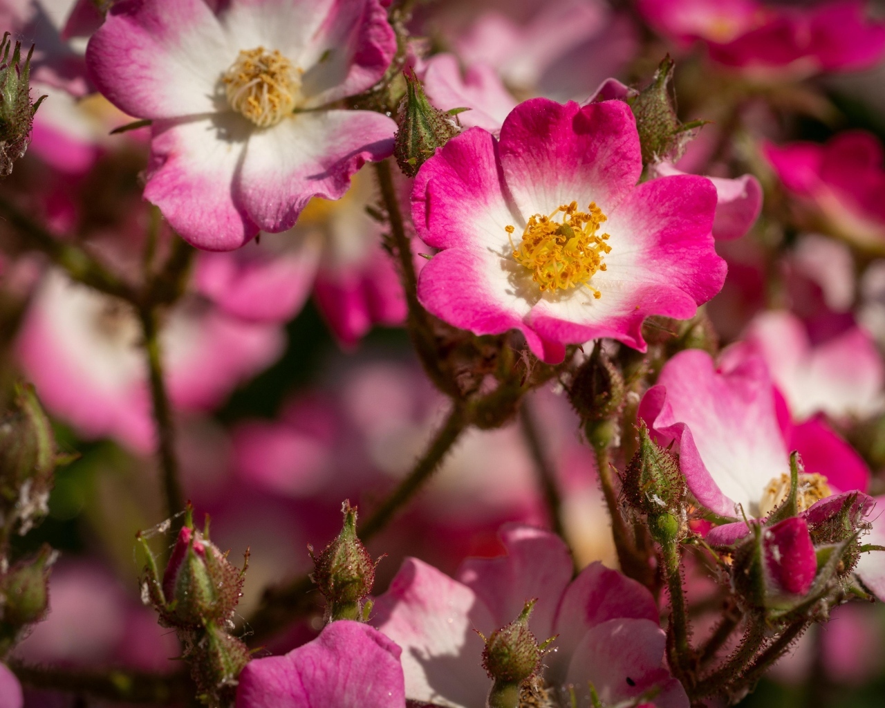 Розовые цветы шиповника крупным планом