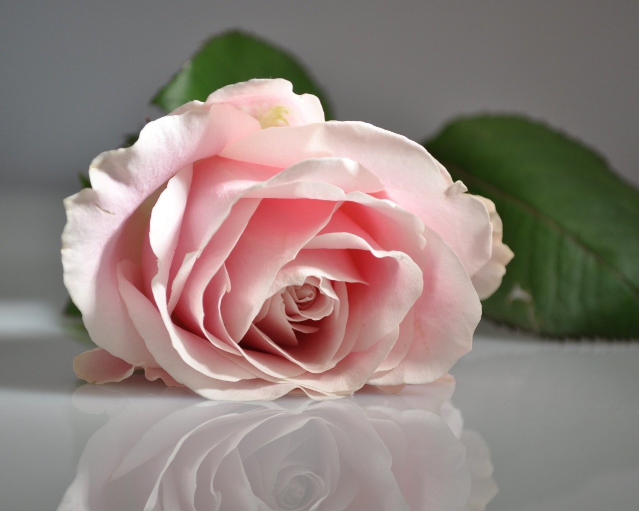 Розовая роза отражается в серой поверхности