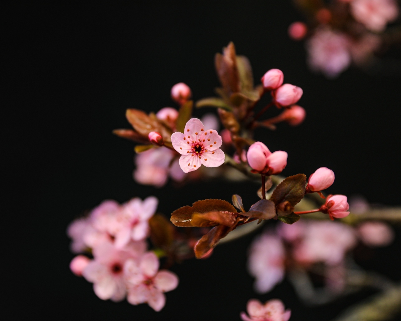 Розовые весенние цветы на ветках на черном фоне