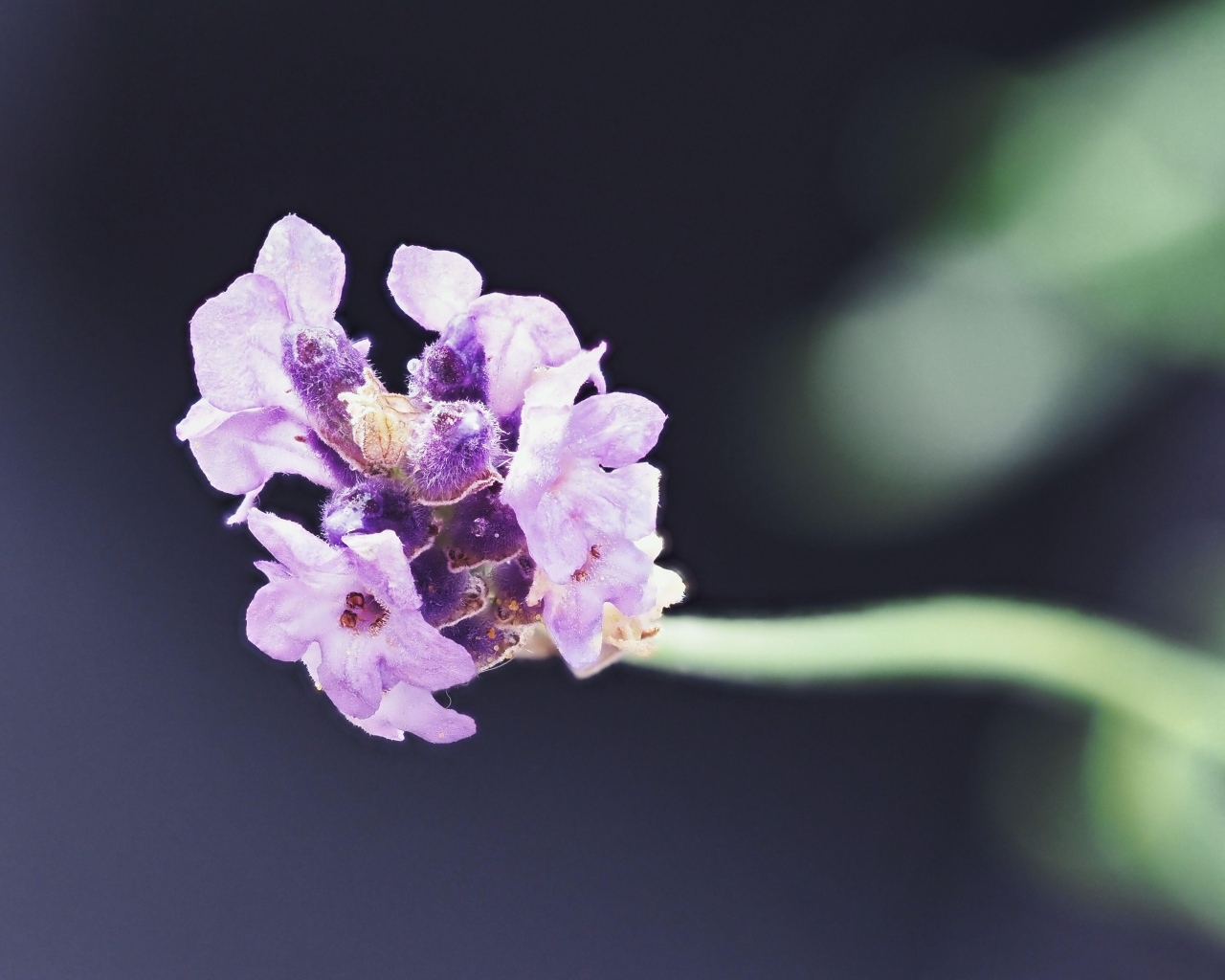 Розовый полевой цветок крупным планом