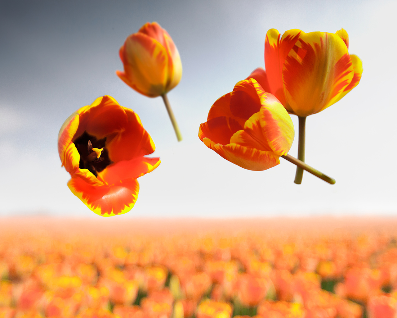 Сорванные цветы тюльпана в воздухе