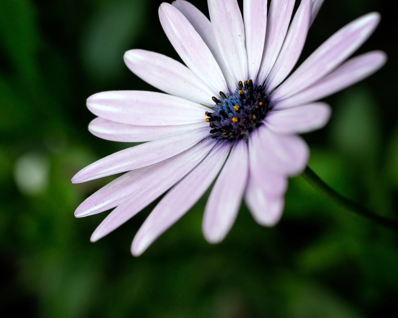 Фиолетовый цветок остеоспермум крупным планом