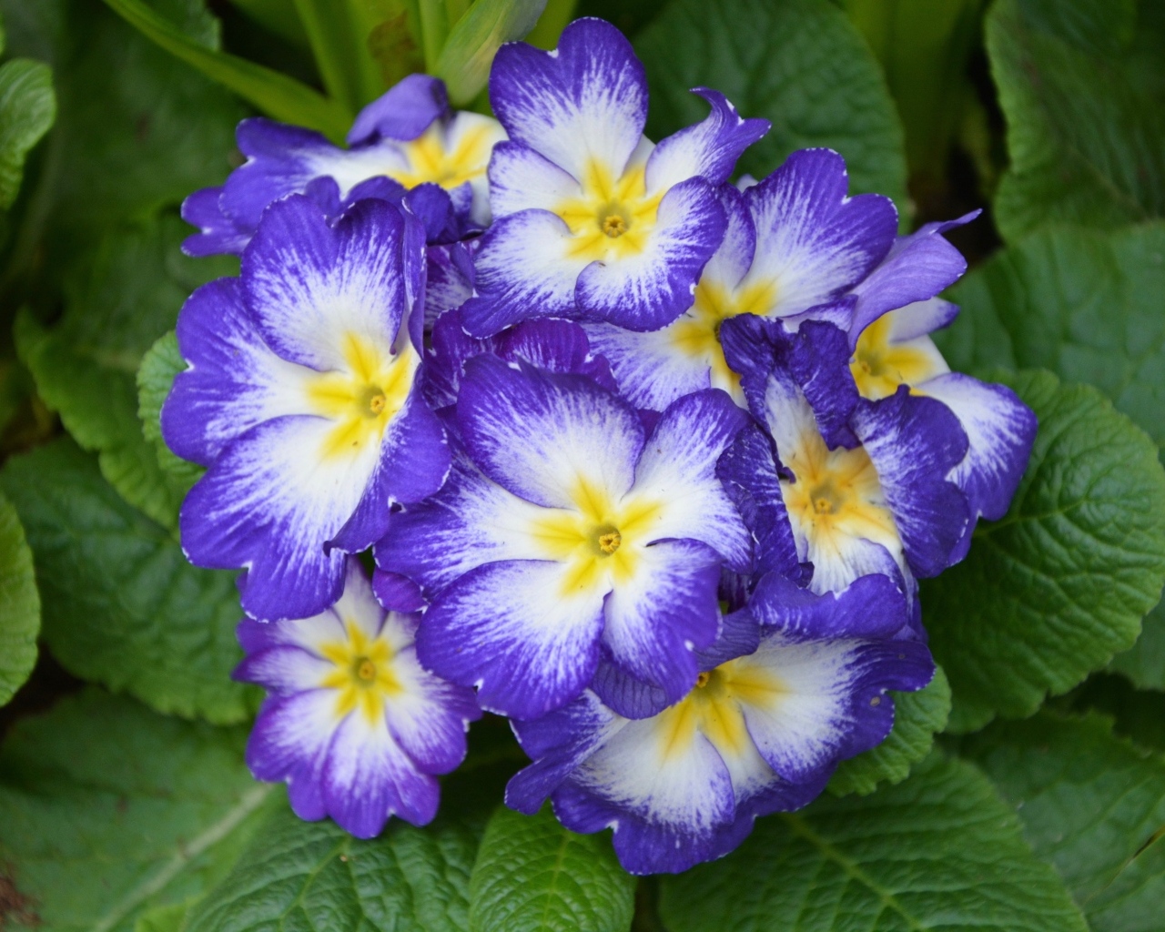 Фиолетовый комнатный цветок примула крупным планом