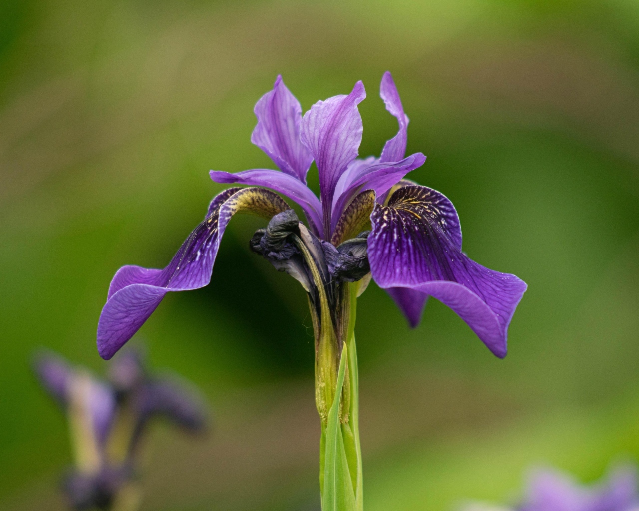 Фиолетовый цветок ириса крупным планом