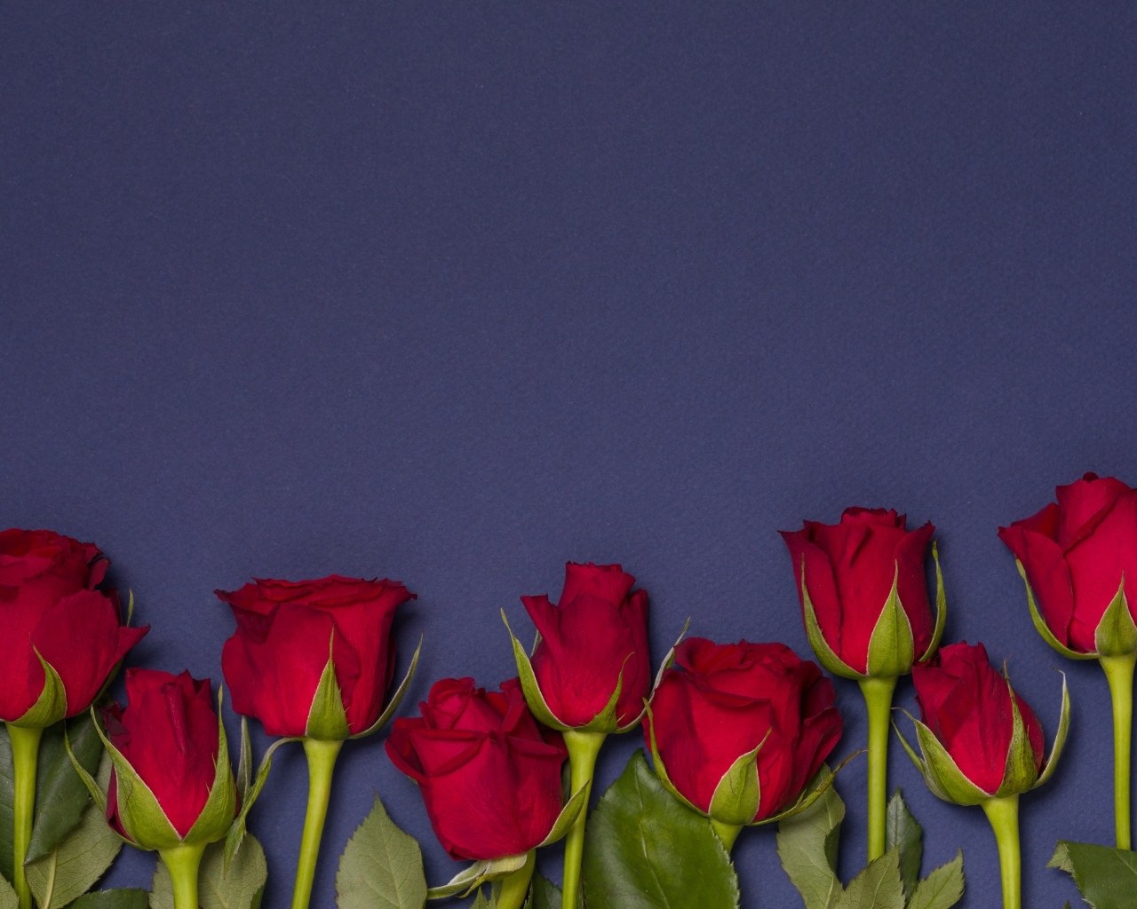 Красные английские розы на синем фоне