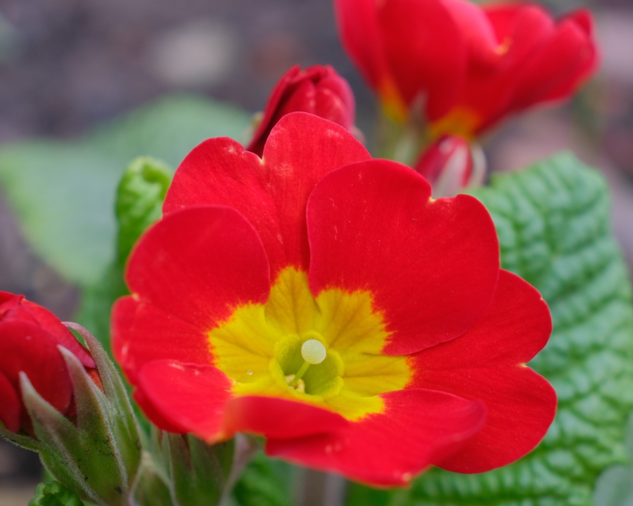 Красный комнатный цветок примула с бутонами