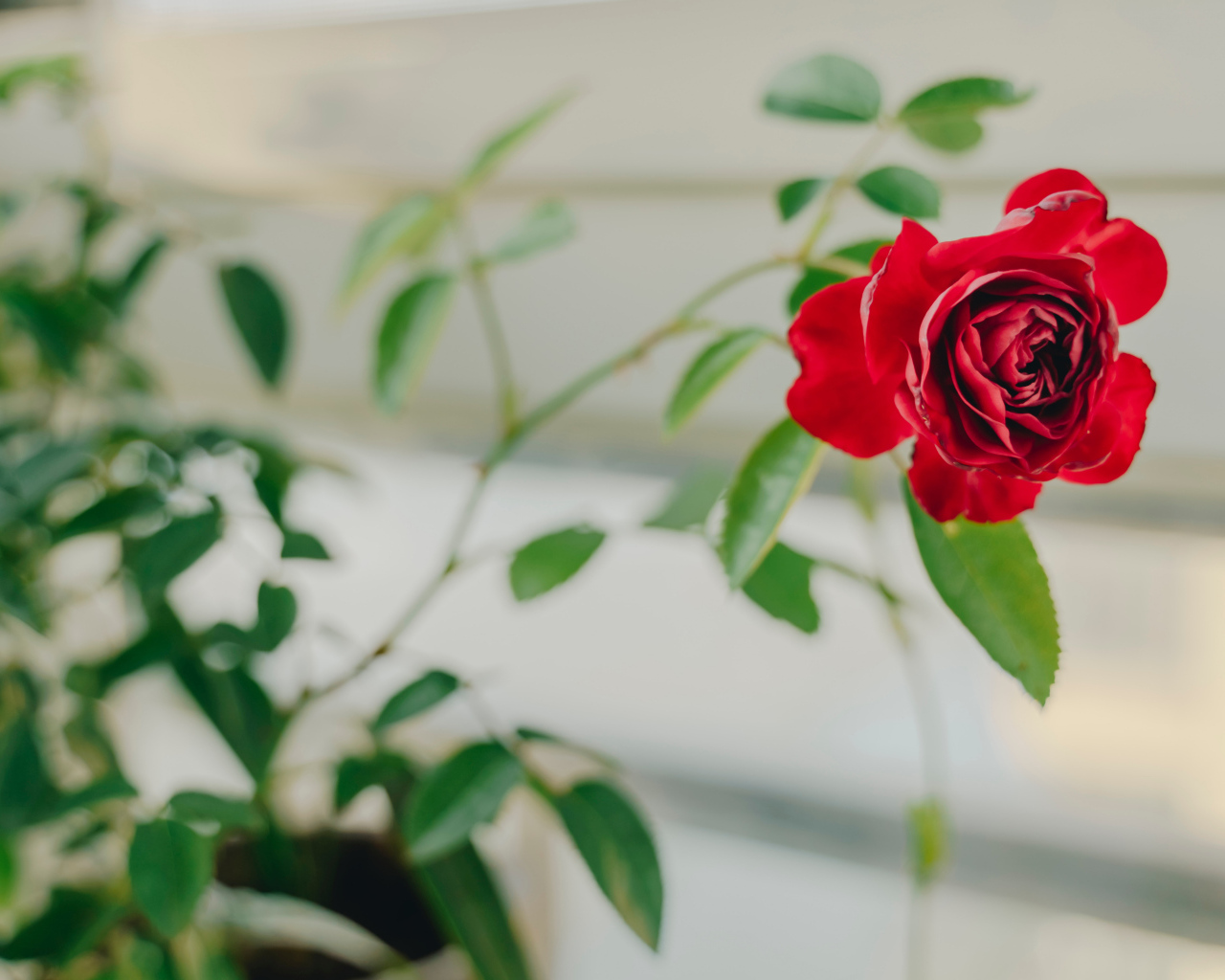 Красный цветок комнатной розы