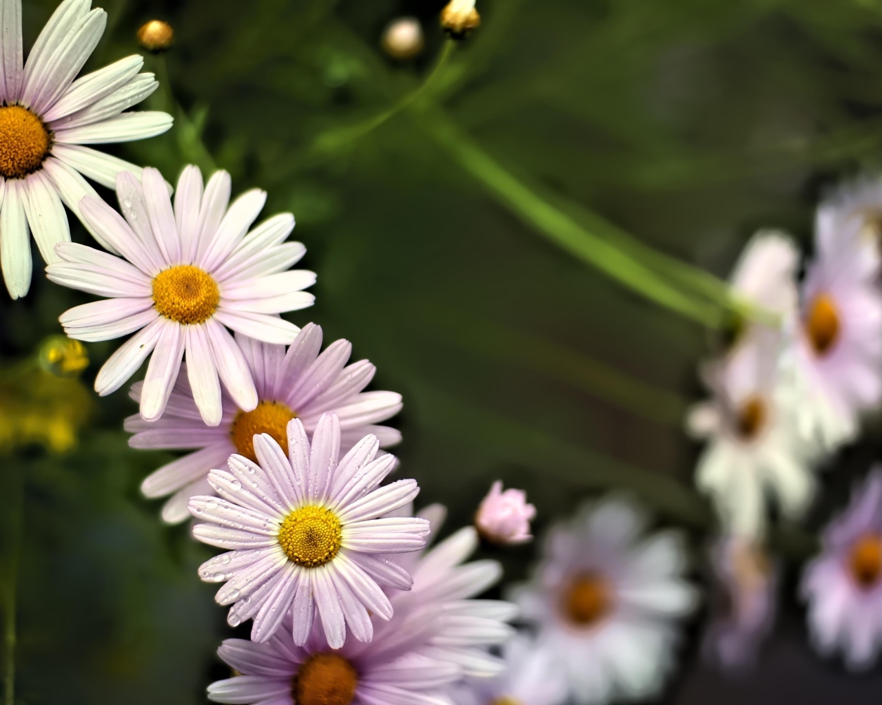 Маленькие белые ромашки для фона