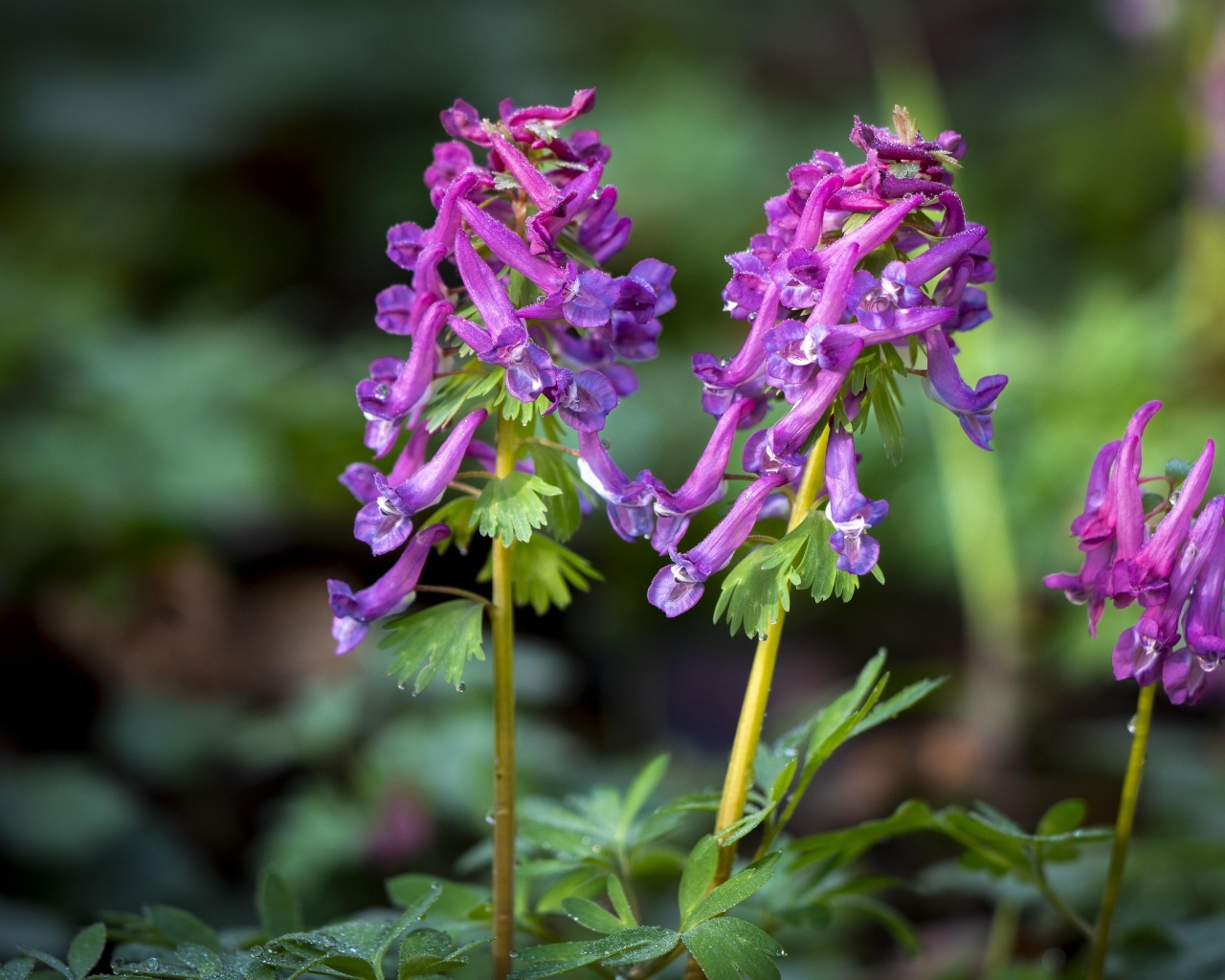 Первые весенние лесные цветы