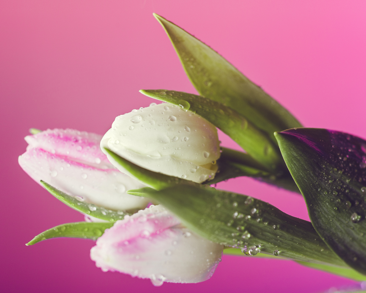 Три тюльпана в каплях воды на розовом фоне