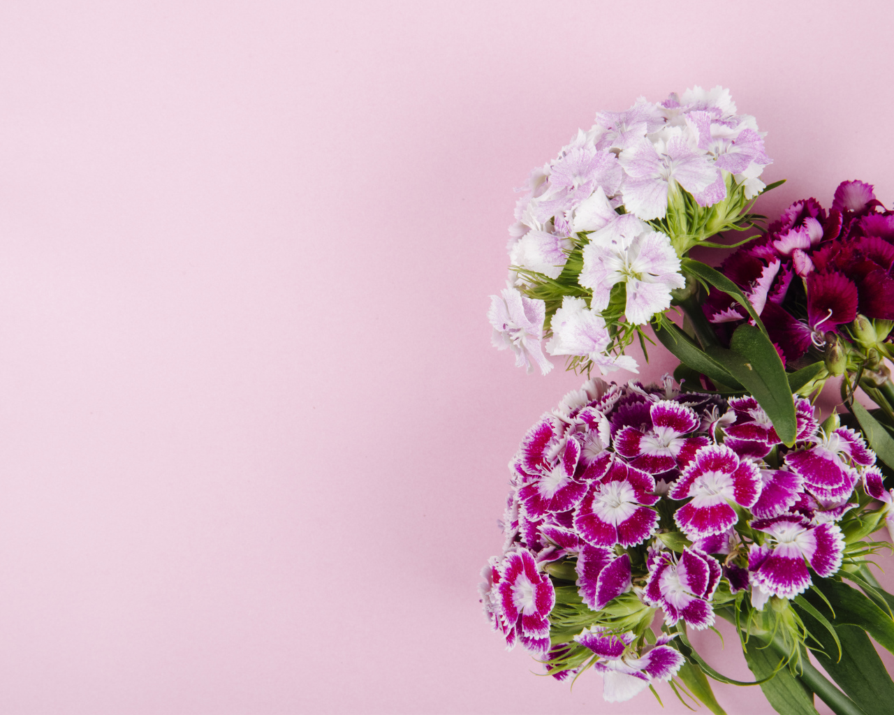 Цветы турецкой гвоздики на розовом фоне