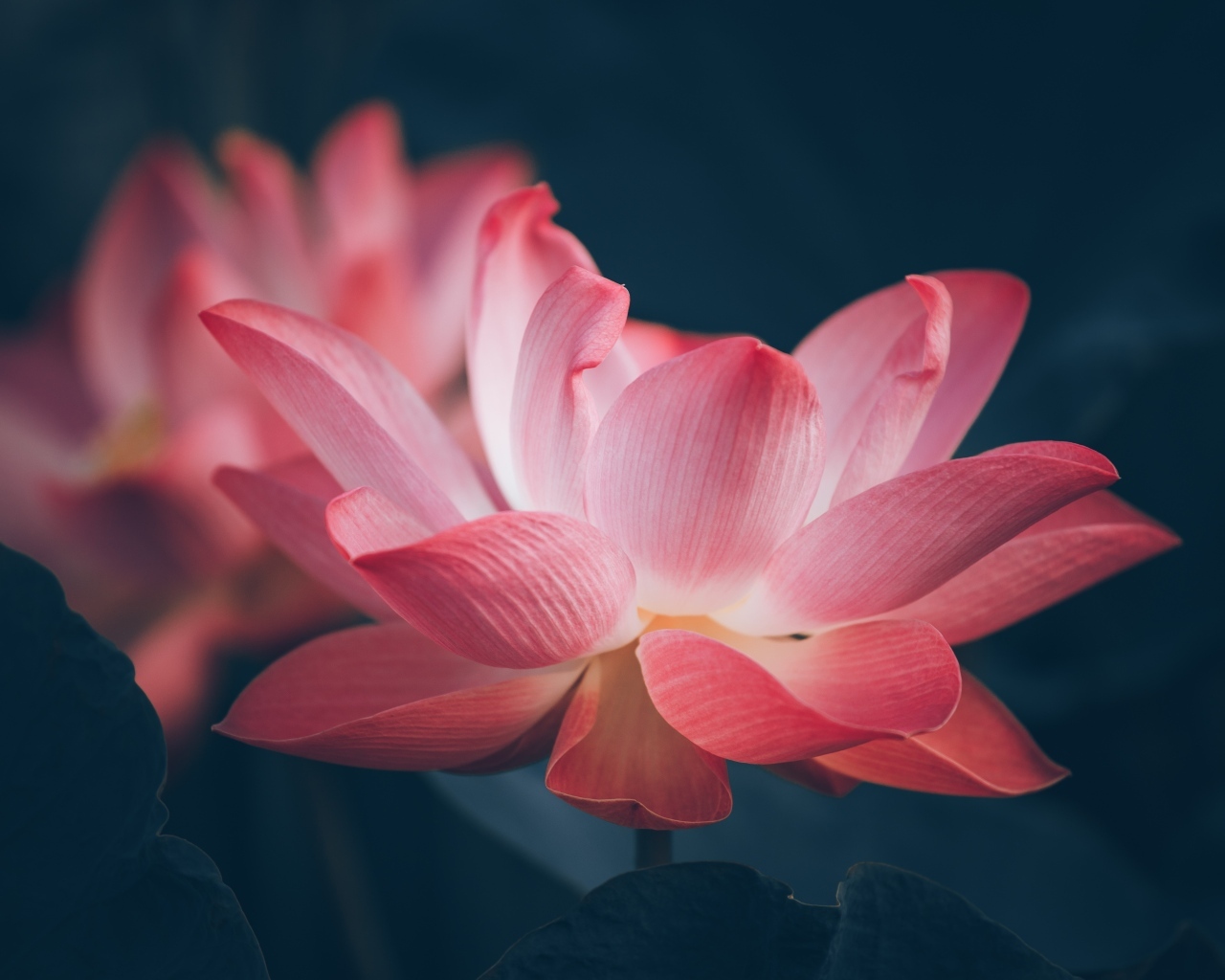 Два нежных цветка розового лотоса