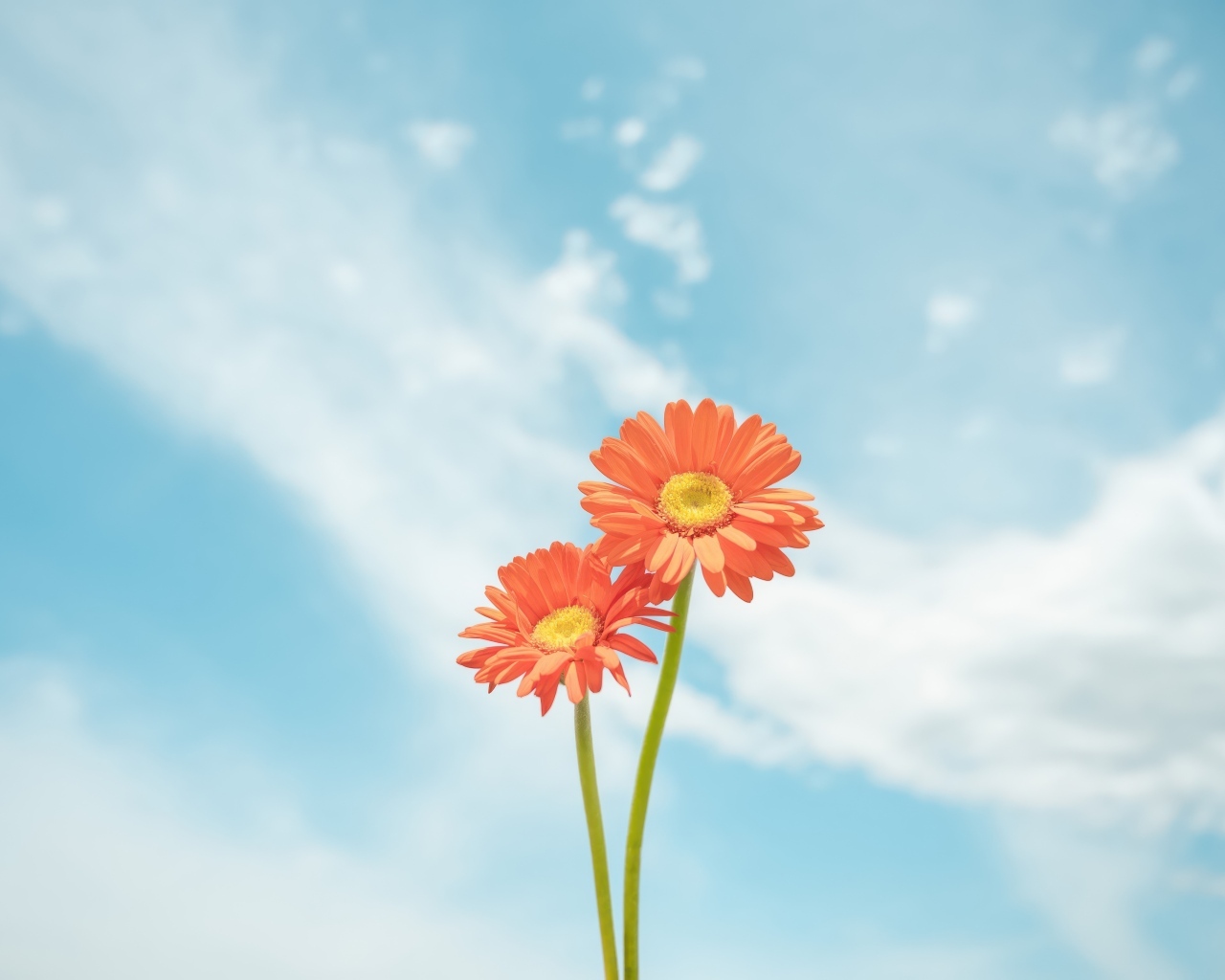 Два цветка герберы на фоне неба