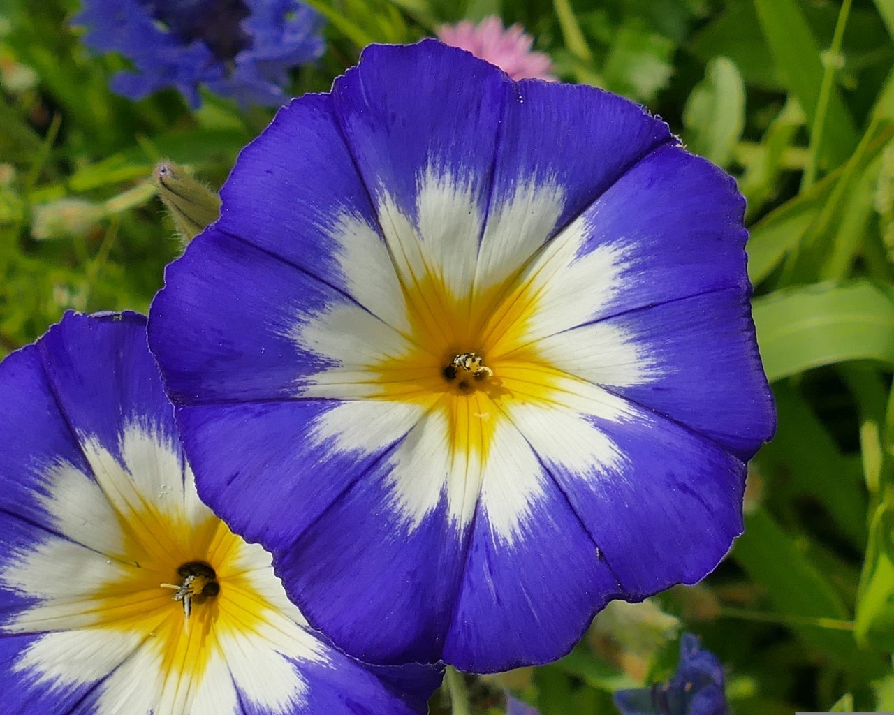 Два крупных цветка ипомеи