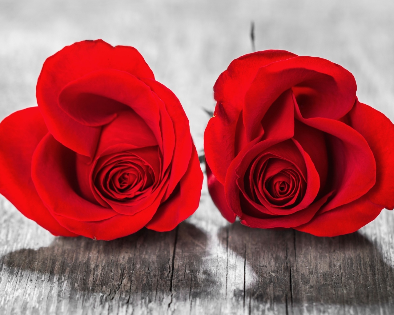Две красные розы на деревянном столе