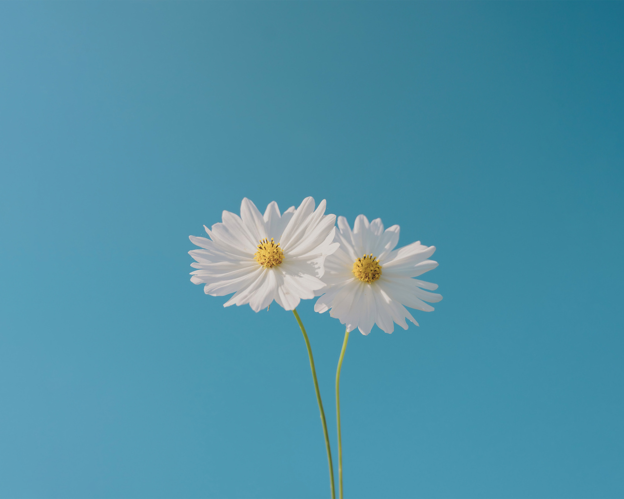 Два белых цветка космеи на голубом фоне