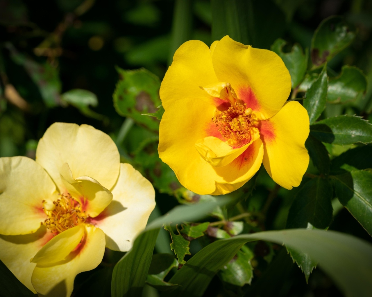 Две желтые парковые розы крупным планом