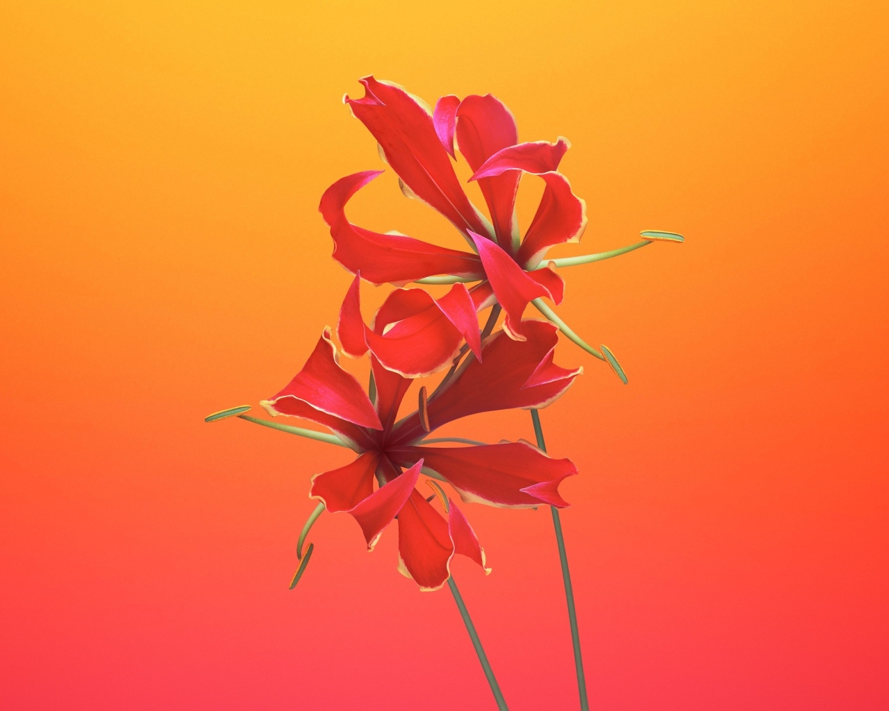 Необычные красные цветы лилии 