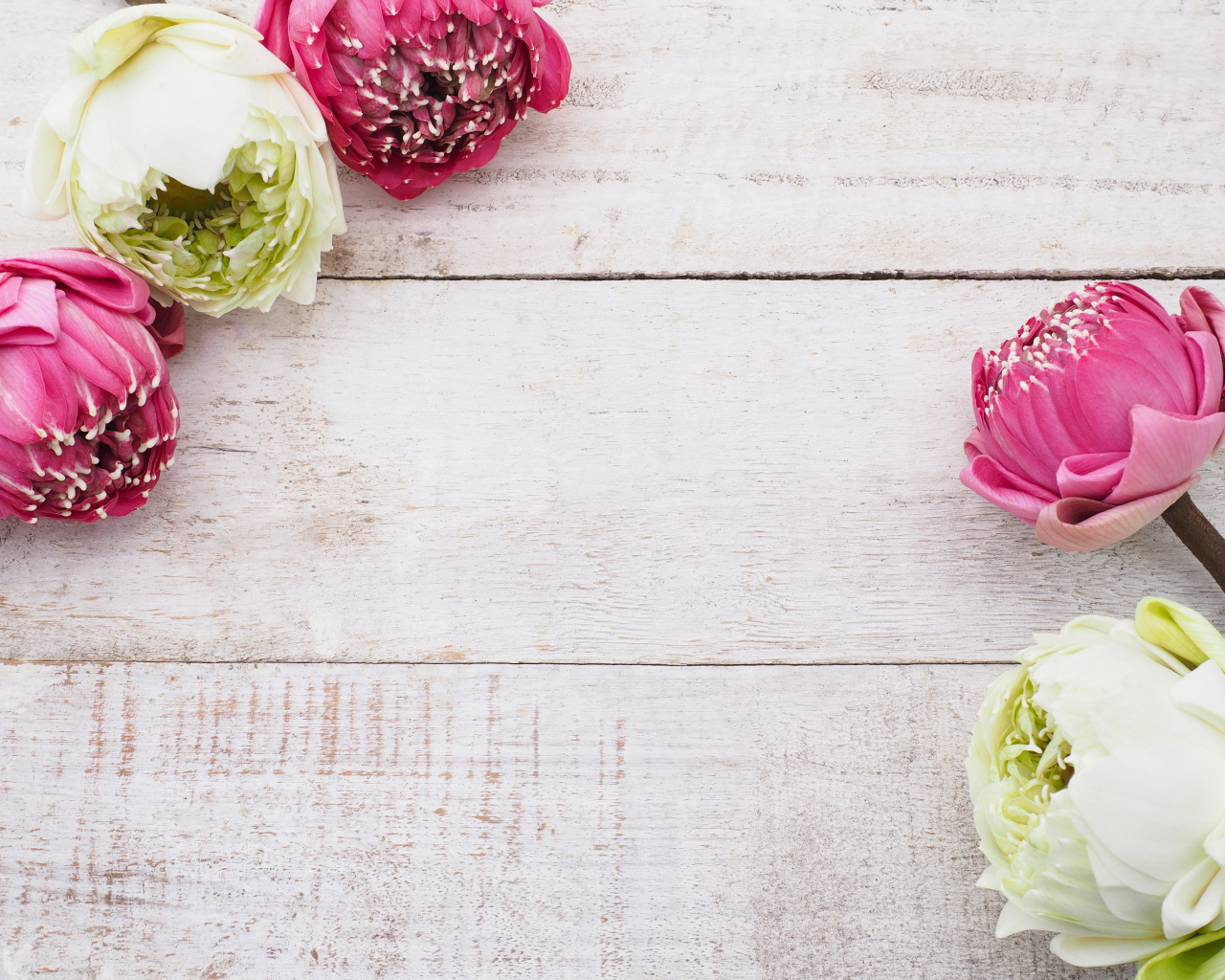 Цветы белого и розового лотоса на деревянном фоне