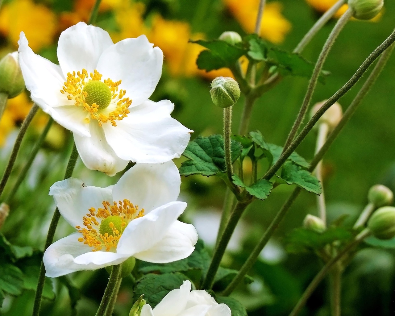 Белые цветы анемоны с бутонами крупным планом