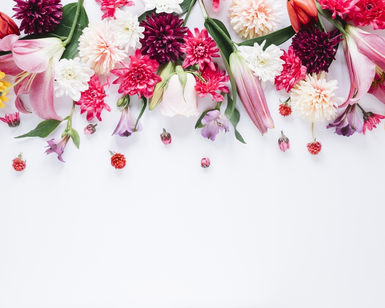 Белый фон со свежими разноцветными цветами