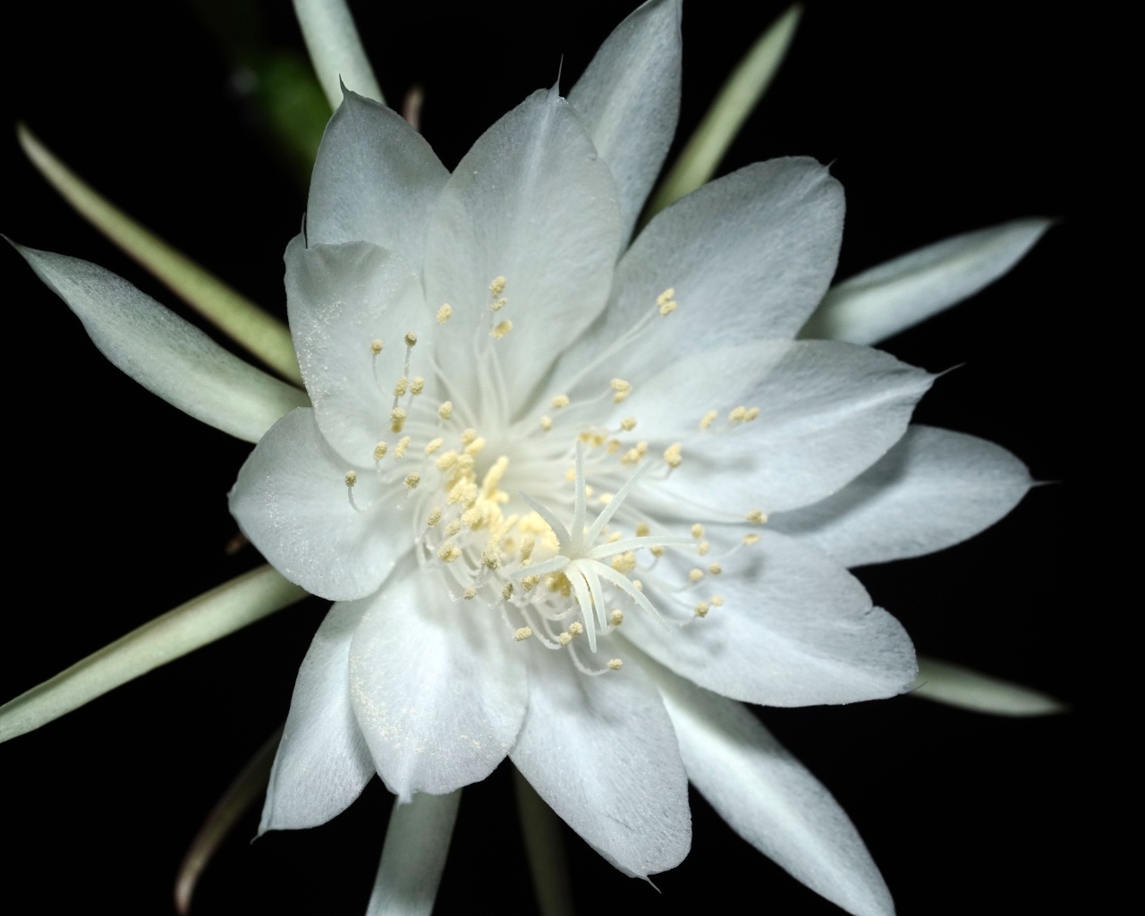 Белый цветок кактуса на черном фоне