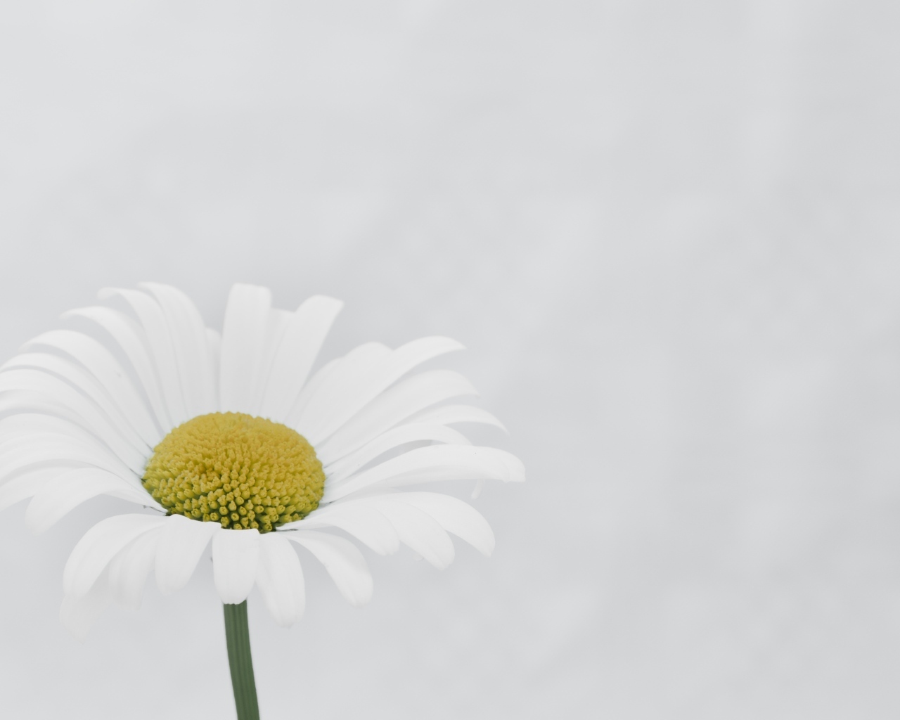 Белая ромашка с желтой серединкой на сером фоне