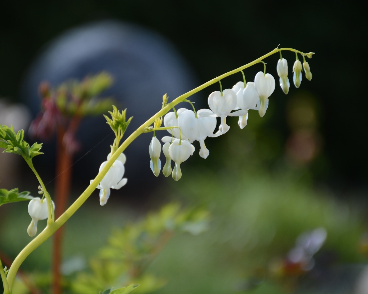 Белые нежные цветы фуксии 