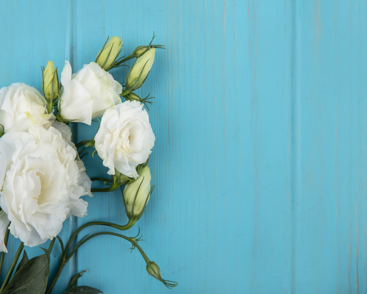 Белые цветы эустома с бутонами на голубом фоне