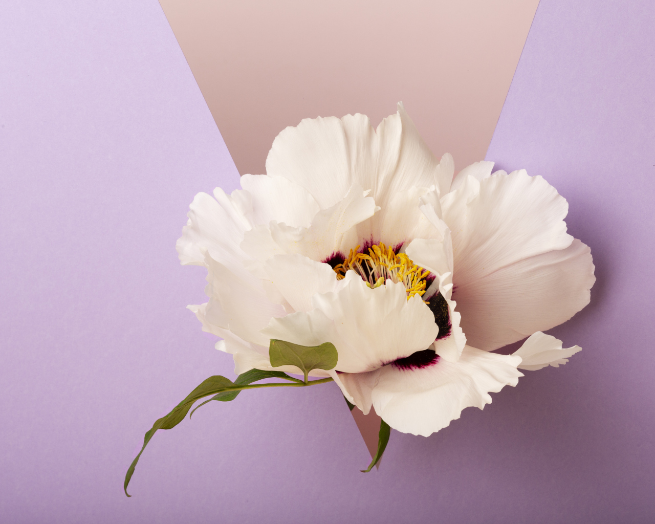 Белый цветок на фиолетовом фоне