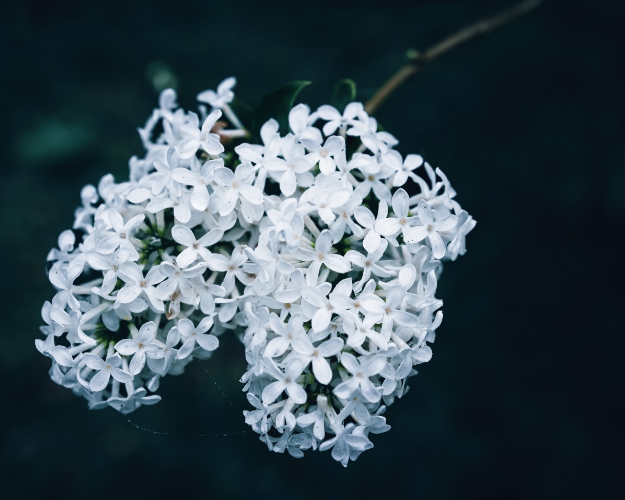 Белые цветы сирени крупным планом