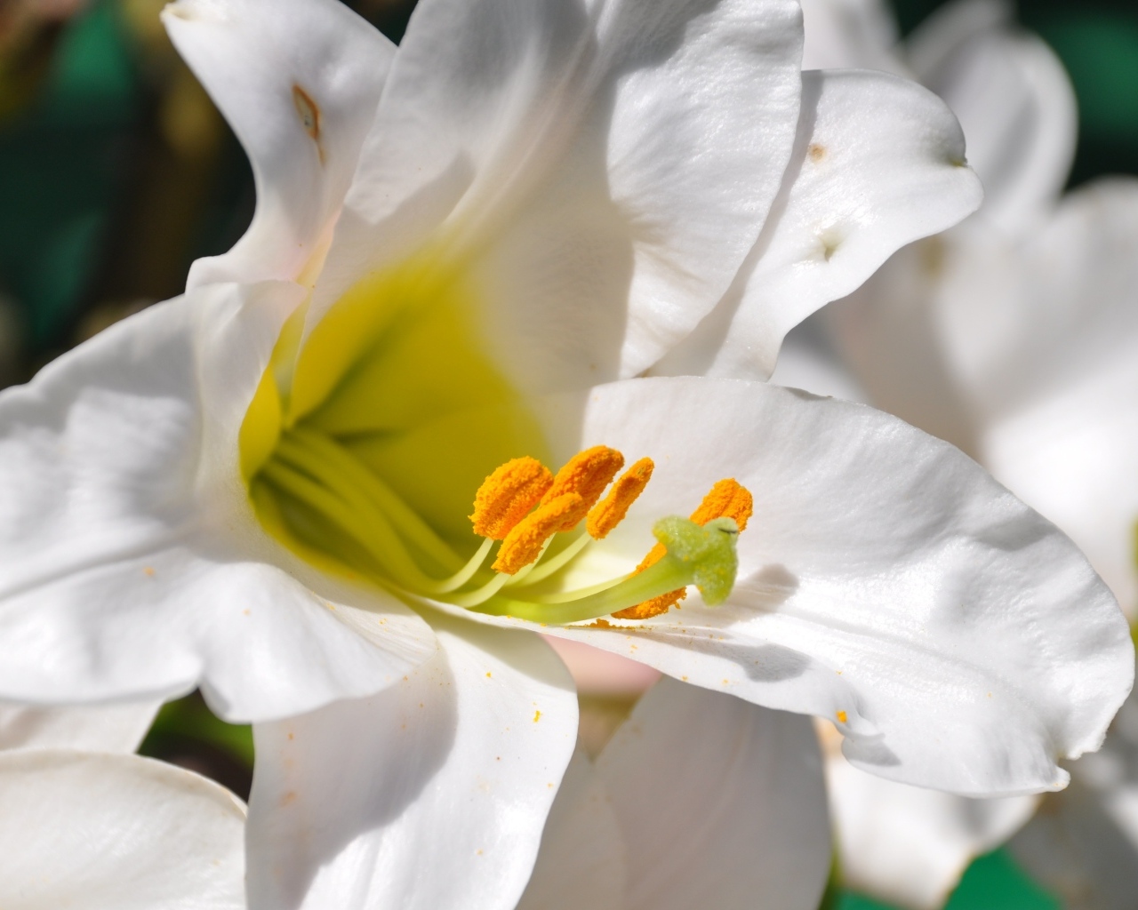 Белые лилии с желтой серединой