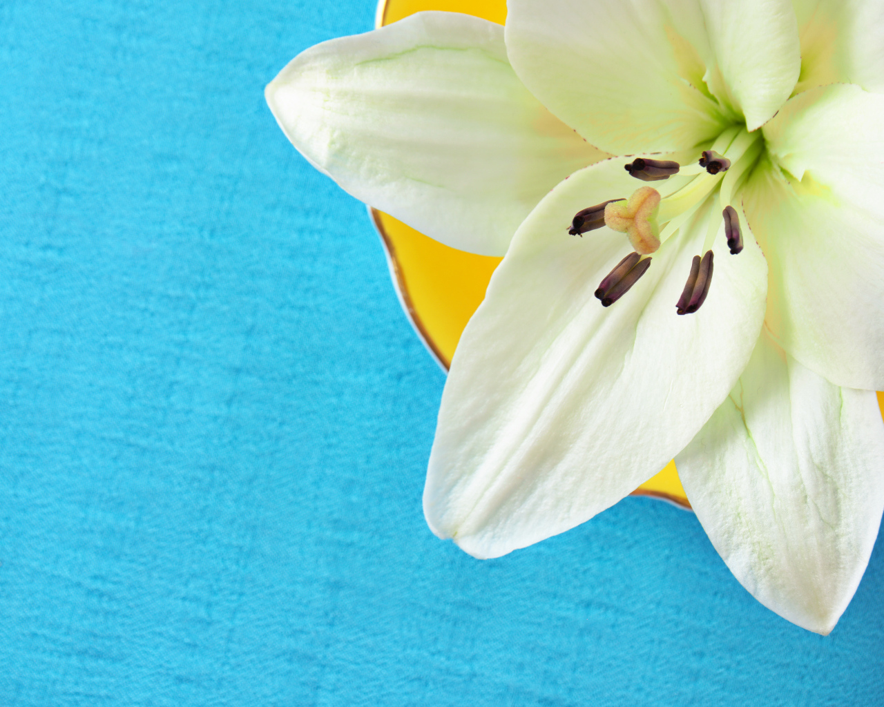 Белый цветок лилии на голубом фоне