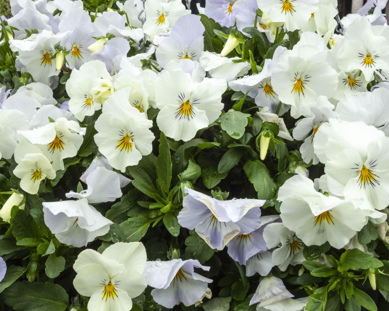 Белые цветы анютины глазки крупным планом