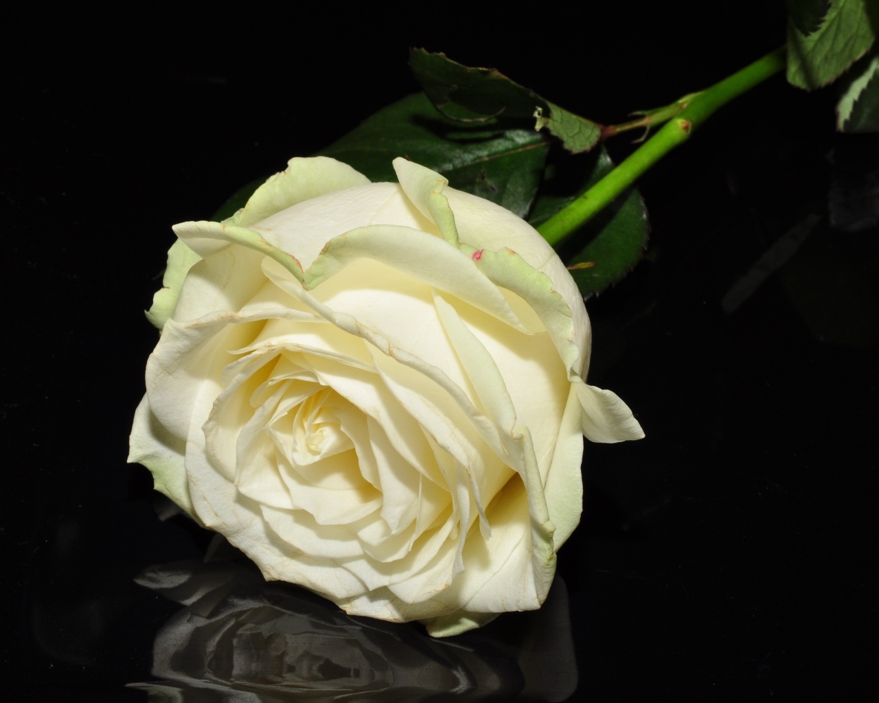 Белая роза отражается в черной поверхности 