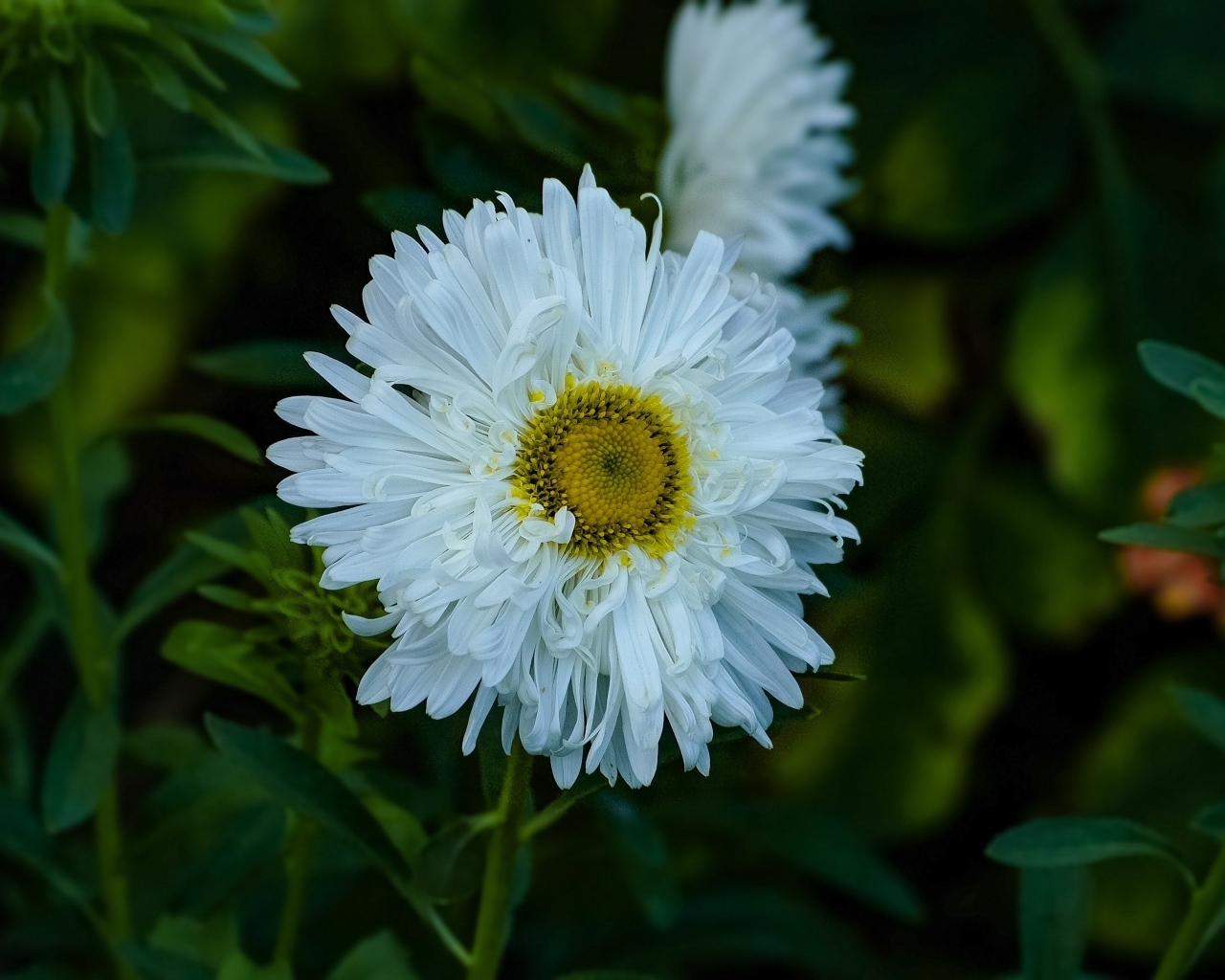 Белый летний цветок астра на клумбе