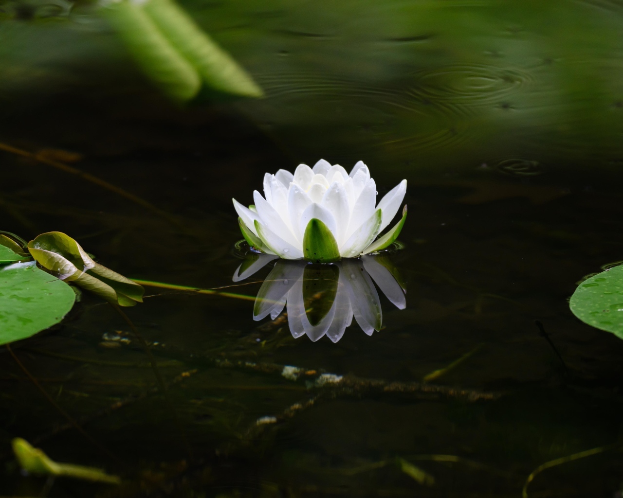 Белая водяная лилия в пруду