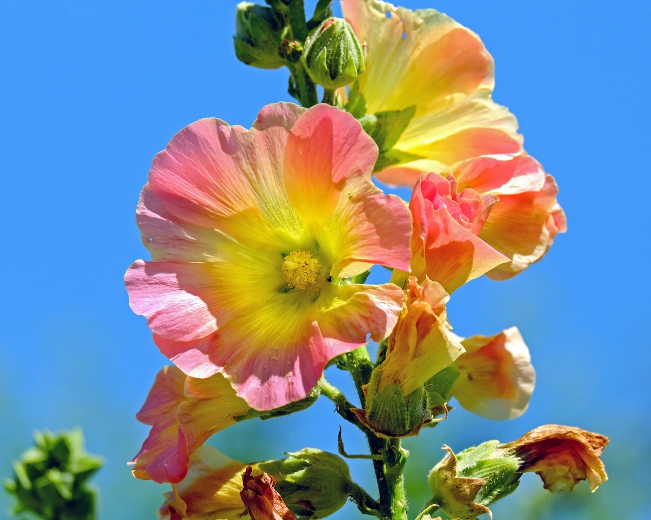 Полевые цветы мальвы на голубом фоне