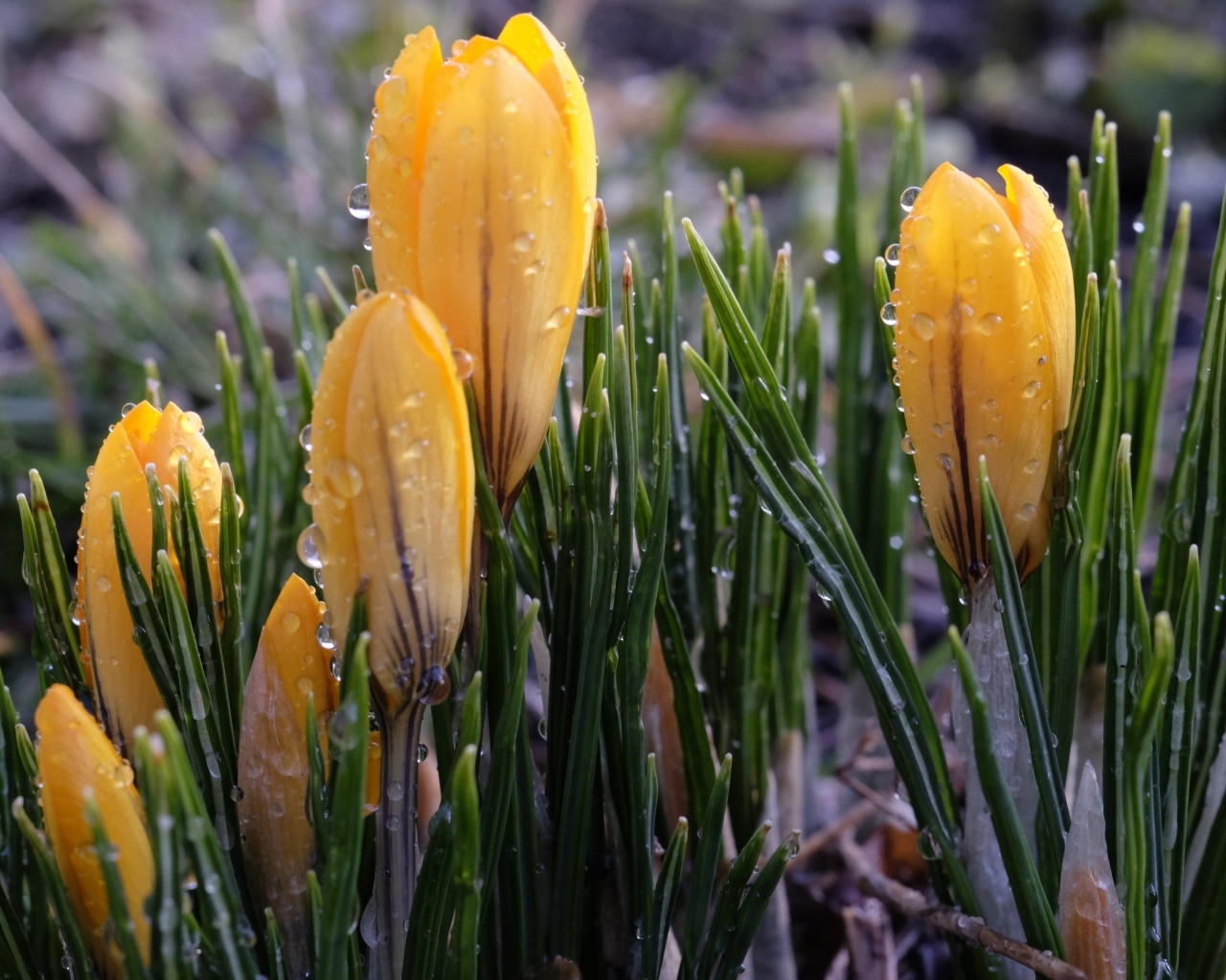 Желтые цветы крокуса распускаются на клумбе под дождем