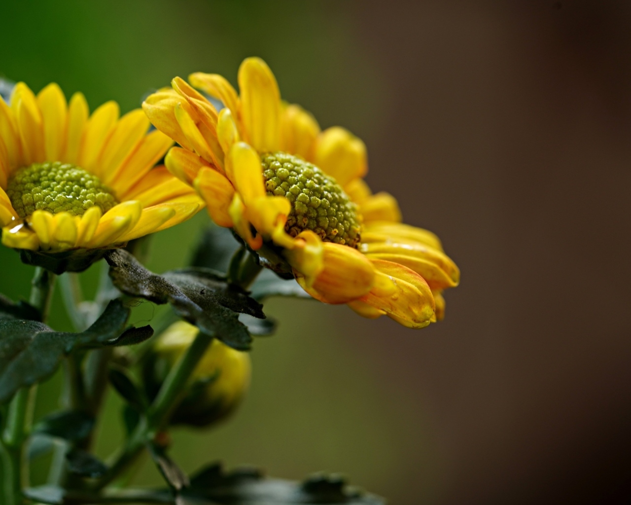Желтые ромашковидные хризантемы с бутонами