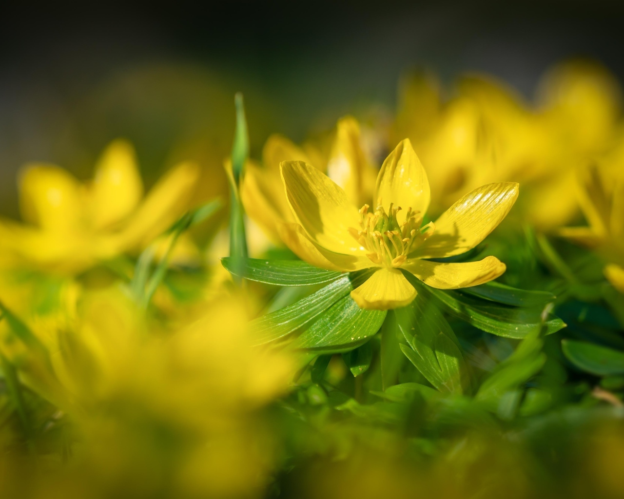 Желтые полевые лютики 