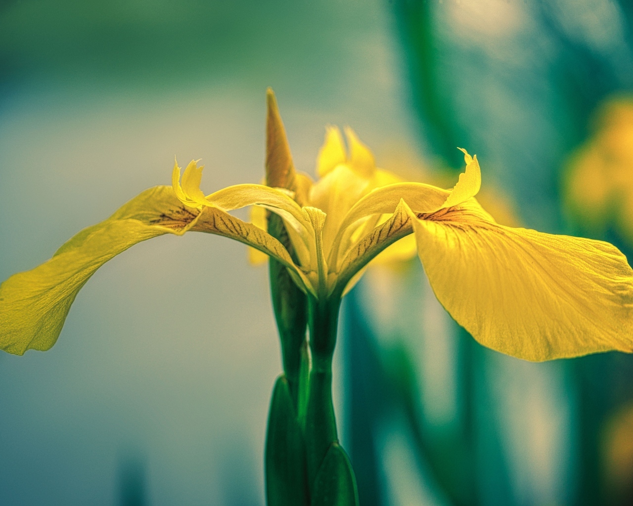 Желтый цветок ириса крупным планом