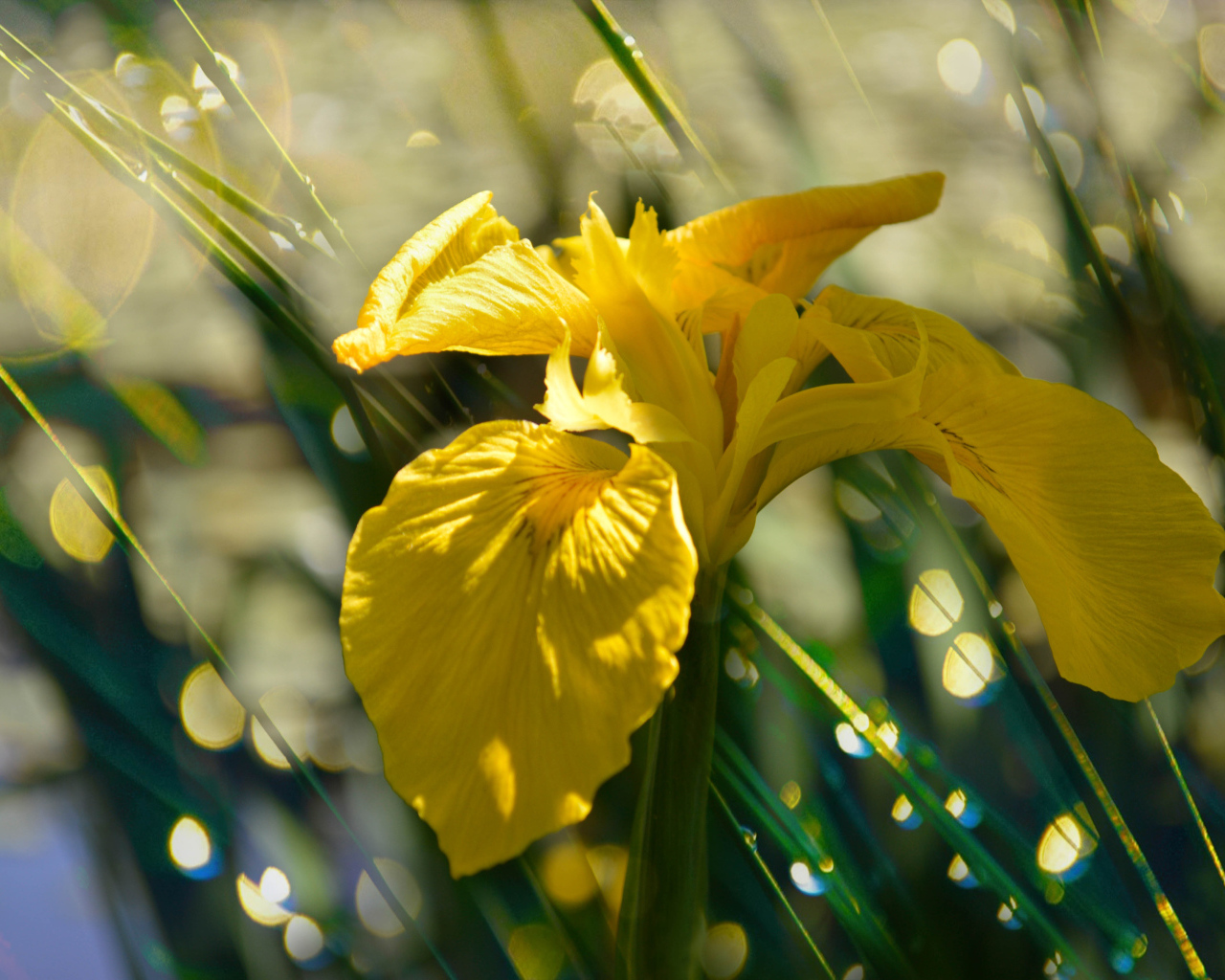 Желтый цветок ириса под дождем