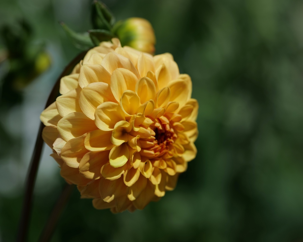 Желтый крупный цветок георгин вблизи